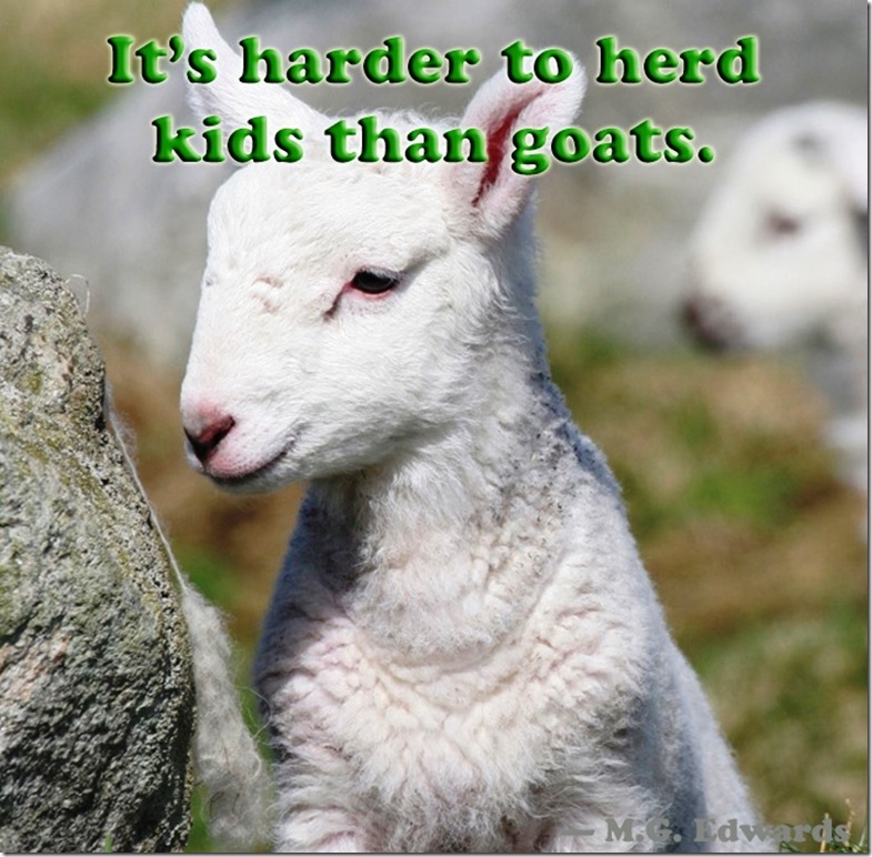 goat goat