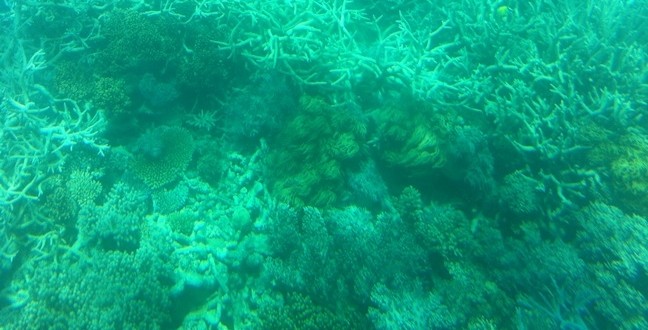 Great Barrier Reef, Australia (Video)