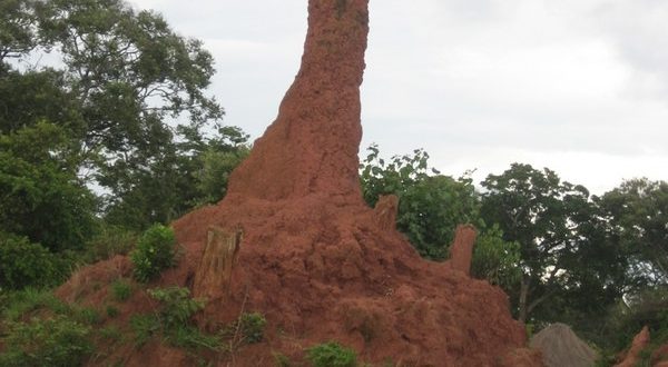 Zambian Critters