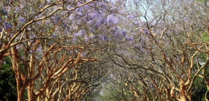 Zambian Trees in Bloom